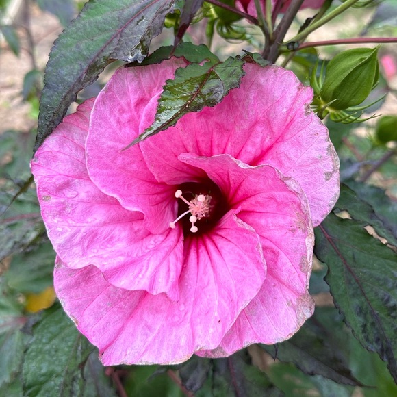 Meet your Posher, - Picture 5 of 15